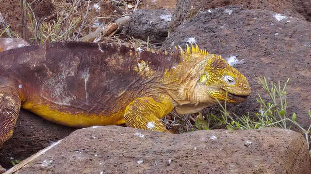 Galapagos land iguana feeding on desert vegetation among volcanic rocks in natural habitat