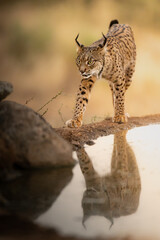 Iberian Lynx Stalking at Water's Edge with Reflection © JoseAngel
