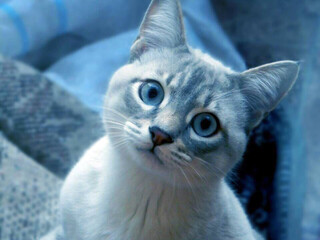 Curious cat with blue eyes looking up, cute pet portrait © Marina