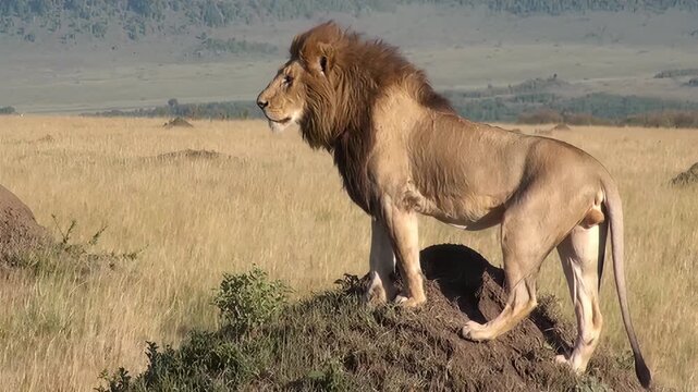 Majestic male lion standing on a termite mound in the vast African savanna wilderness