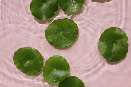 Green gotu kola leaves floating on clear rippling water, pink background