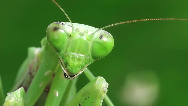 Extreme close-up of a green praying mantis head against a soft natural garden background