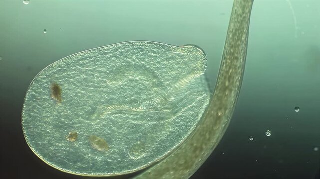 Microscopic view of a flatworm moving under a laboratory light microscope in high magnification