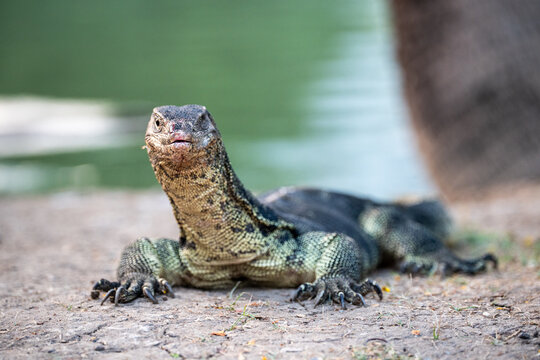 Wild Asian water monitor lizard looking at camera while resting on ground in Lumpini Park, Bangkok, injured lizard with missing eye and signs of fighting on snout lies beside lake in outdoor garden.