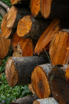 Pile of Firewood Log Ends Close Up
