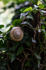 Snail Shell Resting on Green Ivy Leaves on Tree Trunk Close Up © Maria