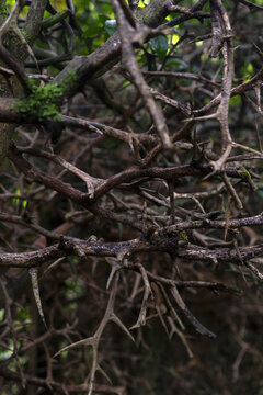 Dark Thorny Bush Branches with Sharp Natural Spines