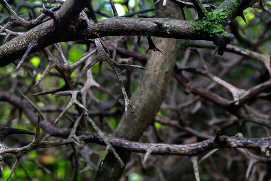 Dark Thorny Bush Branches with Sharp Natural Spines