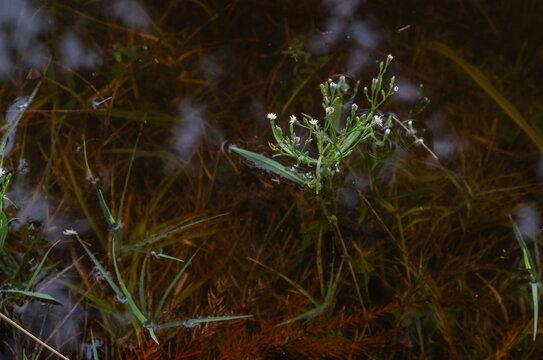 Small Marsh Wildflowers Blooming Above Submerged Grasses