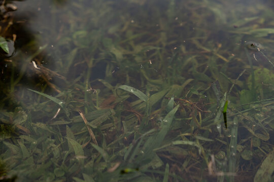 Green Grass Blades Growing Underwater in Shallow Pond