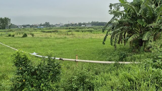 Flexible Irrigation Water Pipe Laid Across Green Agricultural Field Commercial Video