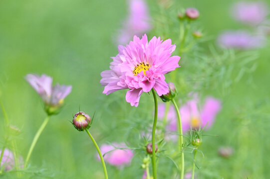 Close up of a pink double cosmos 