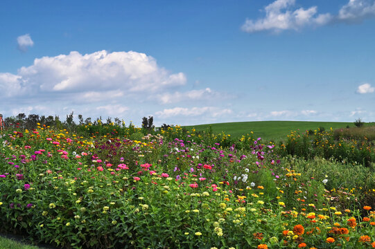Flower field garden with blue sky and clouds