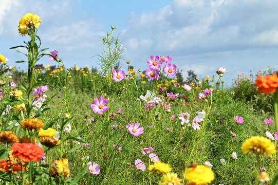 Cosmos wildflower field with blue sky