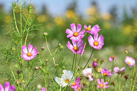 Cosmos wildflower field with blue sky