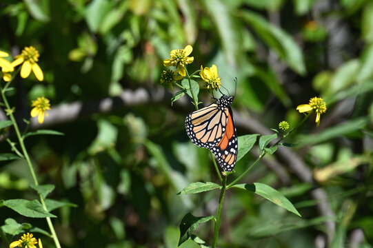 Migrating monarch butterfly on yellow wingstem wildflower 