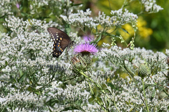 Black swallowtail butterfly on a thistle flower 