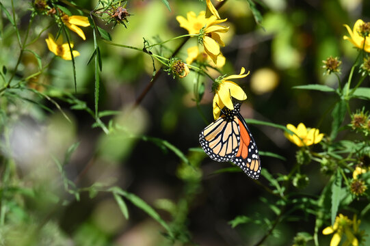 Migrating monarch butterfly on yellow wingstem wildflower 