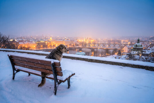 Empty snow-covered park bench during quiet winter snowfall