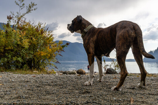 Brindle Boxer Dog Standing on Rocky Shore Overlooking Alouette Lake and Golden Ears, Maple Ridge BC