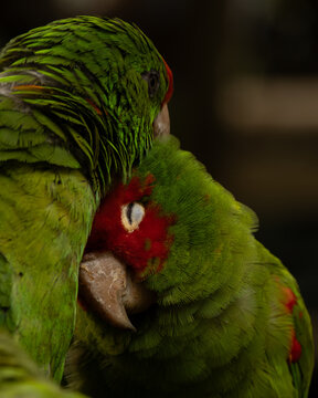 Two parrots in love