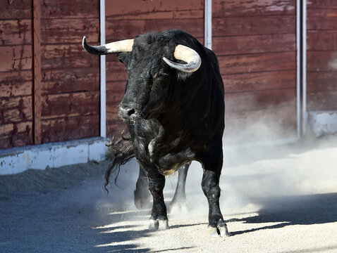 a strong bull with big horns in the bullring in a traditional spectacle of bullfight