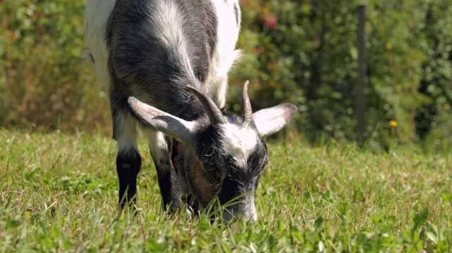 Domestic goat grazing on a green pasture, side view of a black and white spotted goat with a bell around its neck chewing grass on a sunny day.