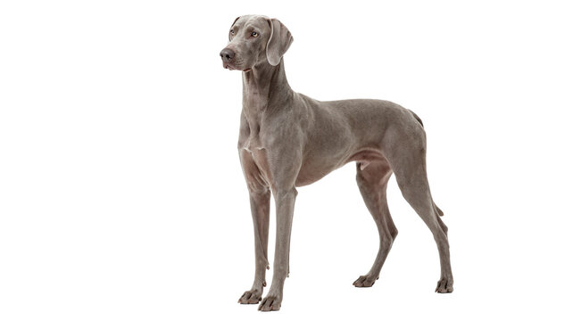 Full body studio shot of a sleek silver Weimaraner dog standing attentively on a clean white background