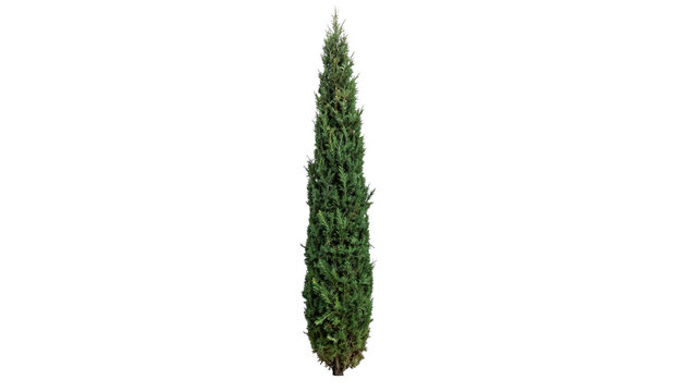 Tall Italian cypress tree isolated on white background with clipping path