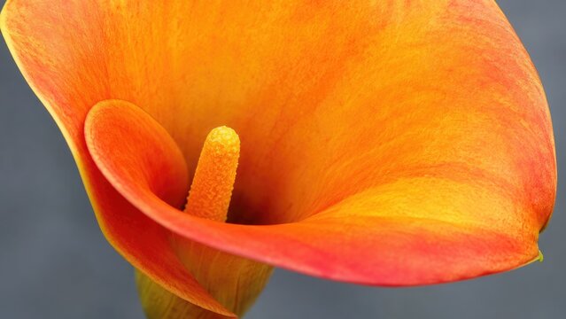 Close-up orange and yellow calla lily bloom with prominent spadix, soft gradient petals and a muted gray background