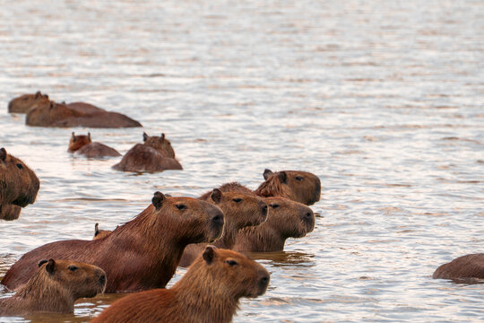 Herd of capybaras swimming together in the river with heads above water
