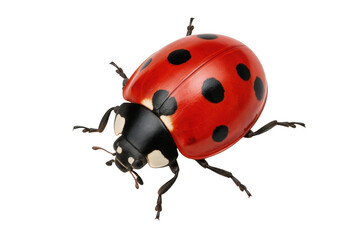 Detailed Macro Image of a Red Seven Spot Ladybug © Tania