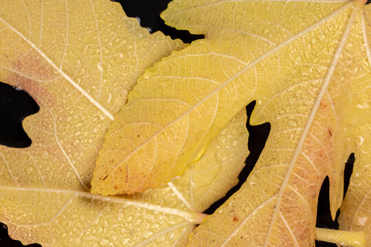 Yellow fig leaves displaying autumn texture with water drops