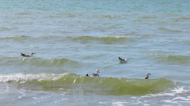 Flock of seagulls floating calmly on ocean waves. Numerous seagulls calmly floating and bobbing on the gentle green sea waves near the shore, with some birds flying by