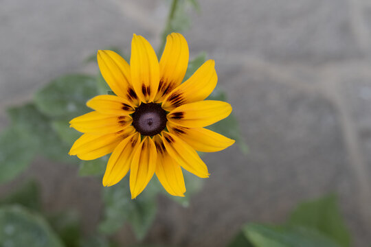 sunflower on a green background