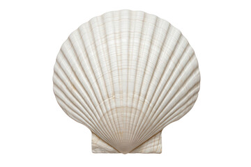 Symmetrical White Scallop Shell with Radiating Ribs © Tania