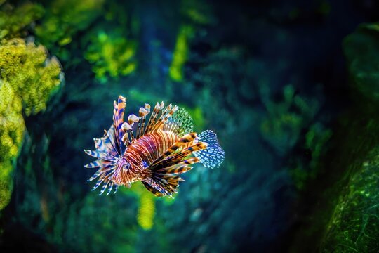 Lion Fish