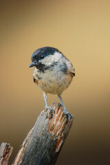 Coal tit perched on slender branch at Pow Hill Country Park, County Durham, captured in crisp natural light during 2026 wildlife survey © Neil_Benison_Photos