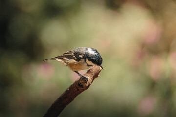 Coal tit perched on slender branch at Pow Hill Country Park, County Durham, captured in crisp natural light during 2026 wildlife survey © Neil_Benison_Photos
