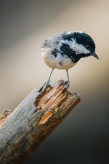 Coal tit perched on slender branch at Pow Hill Country Park, County Durham, captured in crisp natural light during 2026 wildlife survey © Neil_Benison_Photos