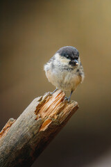 Coal tit perched on slender branch at Pow Hill Country Park, County Durham, captured in crisp natural light during 2026 wildlife survey © Neil_Benison_Photos