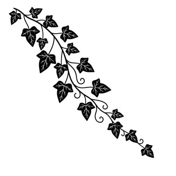 Black ivy leaf vine branch silhouette isolated on white background vector illustration