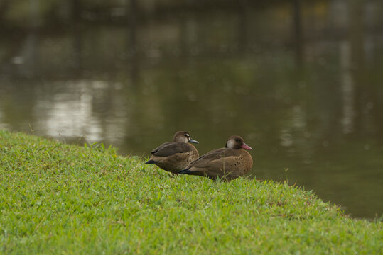 Imagem de casal de patos perto do lago