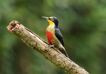 Obraz premium Colorful Woodpecker in Natural Habitat