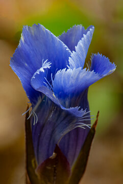 499-179 Gentian