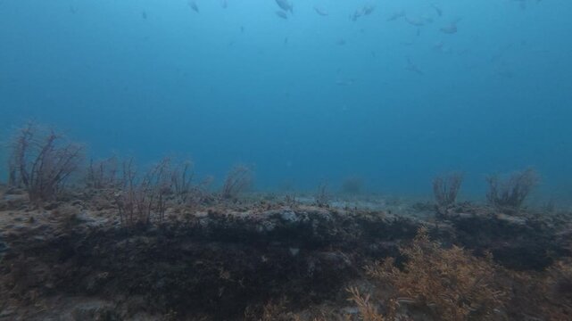 underwater view of coral reef