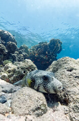 White-spotted pufferfish (Arothron hispidus) in the Red Sea © irairopa