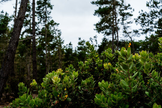 forest with tall trees