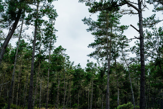 forest with tall trees