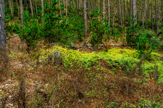 forest with tall trees